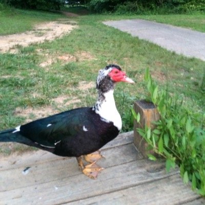 AmateurpressCo1's profile picture. 