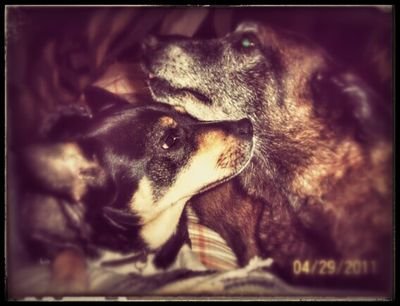 ♥JODI *Lil Sis* (10/25/71~12/13/13)♥ & ♥THORzie (11/1/01~5/3/11)♥ I MISS U SO MUCH! ♥Love♥♪Music♪§ Nature~PEACE §