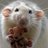 RatcatcherMike's profile image