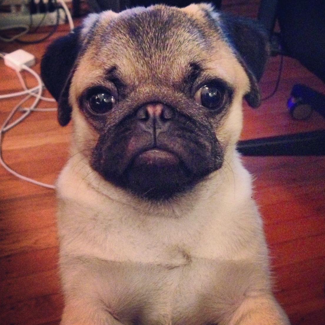 bosley pug bosley pug bosleypug bosley pug bosley pug bosleypug