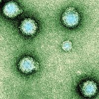 Chikungunya Virus (@chikungunvirnet) 's Twitter Profile