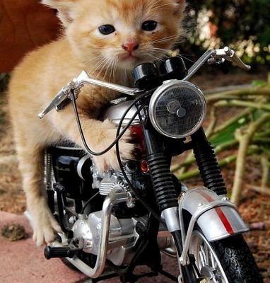 mrsfazer3's profile picture. Mum of three who loves bikes and tea