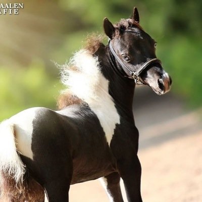 Volg me als je van paarden/bananen houd!!!