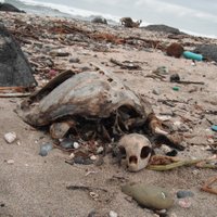 EnviroSociety (@envirosociety) 's Twitter Profile