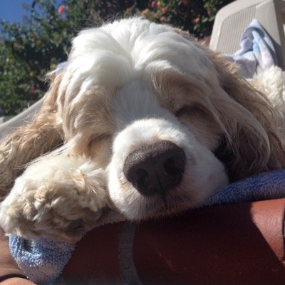 Mrstealyopup's profile picture. the name is dolce- male- cocker spaniel- hmu if you want to go to the dog park