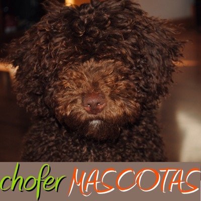 ChoferMASCOTAS's profile picture. nos dedicamos al transporte de mascotas
http://t.co/2PPJmPHkxt