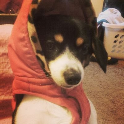 I'm A Mixed Dog Love To Turn Up And Follow My Owner @JassbooJasmine on Instagram