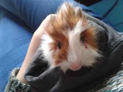 dorotealacobaya's profile picture. Soy una cobaya simpatica y divertida. Mi filosofia de vida es el popcorning