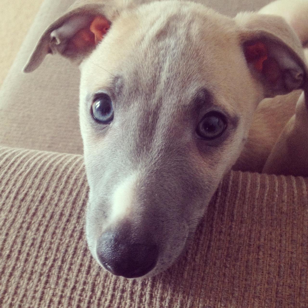 I'm Hugo the Whippet. I live with my mum, dad, and two sisters. I love cuddles on the sofa and chewing my mums slippers whilst still on her feet.