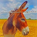 annie peck - @rainydayartwork - Twitter