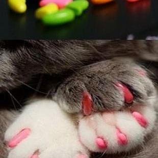 ¡Fundas Plasticas para uñas de GATOS! La solucion definitiva contra el rasguño y los muebles arañados!!! contactanos: garripets1@gmail.com