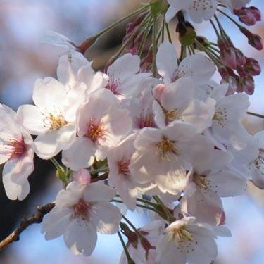 T_Speidel's profile picture. 