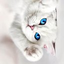 Sherry Roop - @aslansdaughter2 - Twitter