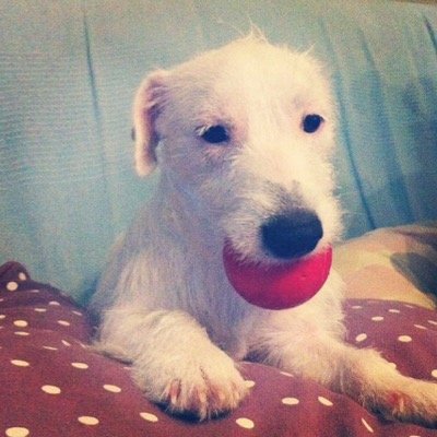Llura, una perrita blanca de 3 años. Se ha perdido en Madrid, por la zona de Lavapiés. Por favor, ayúdenla a volver a casa...