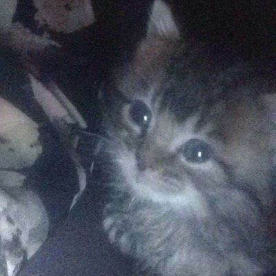 CATastrophyL's profile picture. just another hood rat