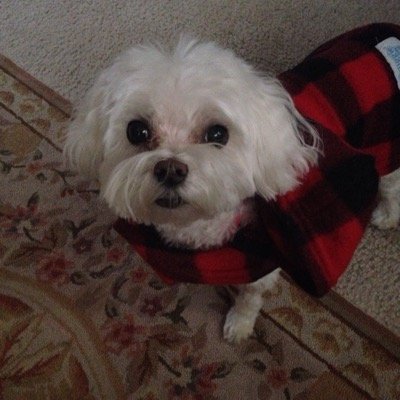 DianeBreer's profile picture. 