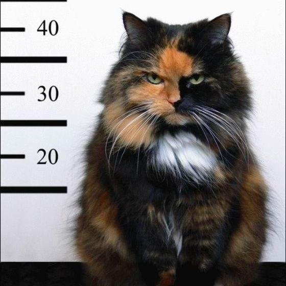 Yosoyelpeor's profile picture. Panameño indignado. Cabreado de las estupideces de los malos políticos. No los tolero ni en esta ni en la otra vida.