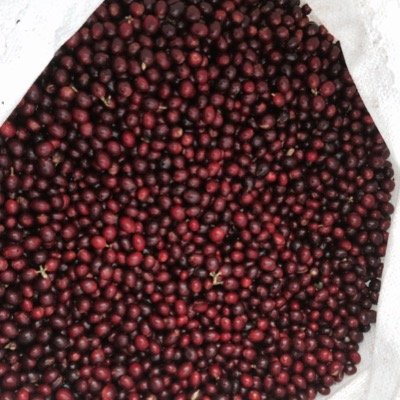 fincamontenegro's profile picture. Coffee lovers somewhere in the Cordillera del Bálsamo mountain range.