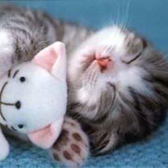 Ucho_Bio's profile picture. Biologi Formica  2012 | Universitas Pendidikan Indonesia