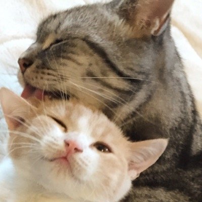 無言フォローリストインいいねRTお許しください🐈フォロバ目的はご期待に添えられないかと🐈不快なアカウントは通報&即block🐈支持政党なし🐈香料NG🐈ほぼベジ🥗スピってます逃げて🏃💨いいね返し不要です🆖