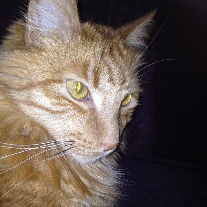 The_Chicken_Cat's profile picture. 
