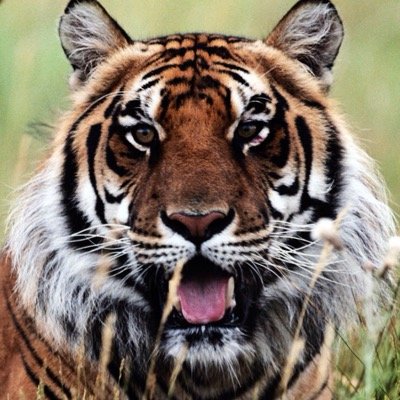 Truth is like a Lion you don't have to defend it just unleash it then watch in wonder.