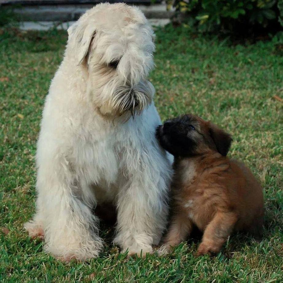 Pamperedwheaten's profile picture. 