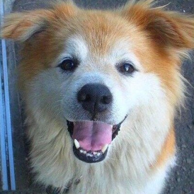 mod_uk's profile picture. 函館人