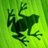 zabickazelena's profile image