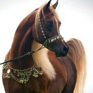 ‏‏‏‏‏‏‏تأكد بأن لاشيء يبقى معك سوى الاحترام لغيرك ولذاتك فكن دائما راقياً بأخلاقك..* ‏يارب اجعل قبري خير منازلي بعد فراقي لهذه الدنيا