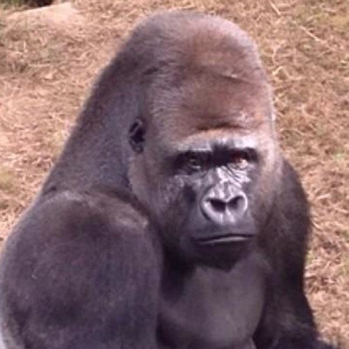 iainbarclay247's profile picture. Love my Work, Jersey, Scotland, Rugby & Rosie