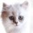 dreamalfranjet1's profile image