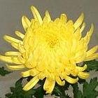 HsetiakGnsdeir's profile picture. 菊がおいしい季節です。菊についてツイートします。菊好きの人はRTしてくださいね。自動で１万フォロワーと毎月１万円の副収入が手に入るツイッターツールの無料プレゼントはこちら↓↓