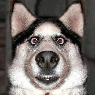 Marminino, tem mato nesse cachorro