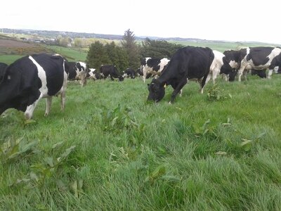 Spring calving Dairy farmer supplying Lisavaird Co-op.Granagoleen herd of H/F's. Lover of good films, books and all things political. PRO West Cork IFÀ.