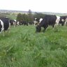 clonfarmer's profile picture. Spring calving Dairy farmer supplying Lisavaird Co-op. Granagoleen herd of H/F's. Lover of good films, books. Farm Business Rep West Cork IFÀ.