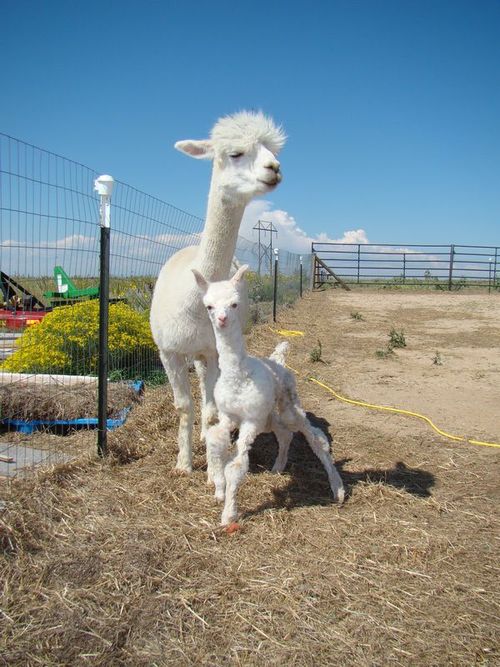 mother to 2 boys, Alpaca breeder/lover :0) Mother to all my fur and fiber babies!! Student.
