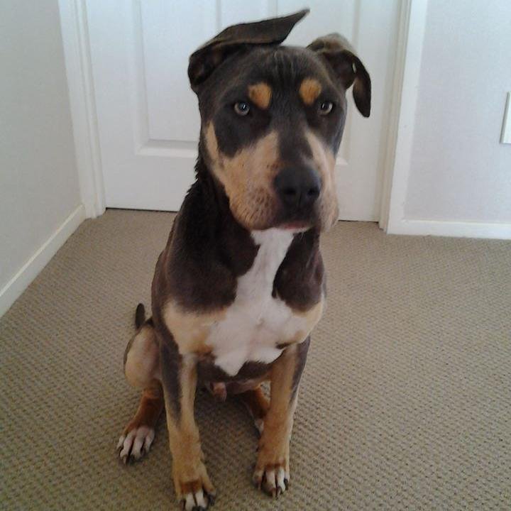 I'm a Pitbull x American staff :)