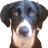 haabemaaster's profile image