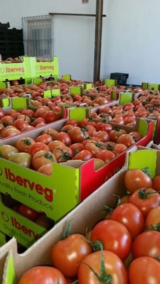 IbervegUK's profile picture. 