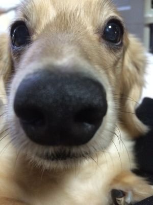 岡豊いちぱち  柔道しよります。66