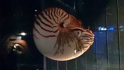 予備校で生物を教えています(^^)
健康や病気といった生活に関わる「生物学についての常識」を多くの人が持ち合わせることを願い、日々励んでます！
アンチ似非科学、アンチ部活動！
嘘満載な健康情報や民間療法を叩き潰します(((￣へ￣井)