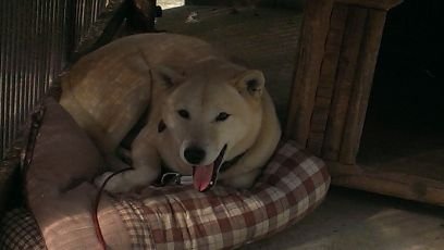 yuipearl's profile picture. 24年宅建  26年行政書士取得。司法書士挑戦中です。(*￣ー￣)犬とチョコレートが大好き。