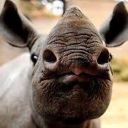 Dedicated to Saving Rhino