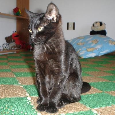 michublog's profile picture. Blog en español sobre puzzles, informática, programación, videojuegos y música.