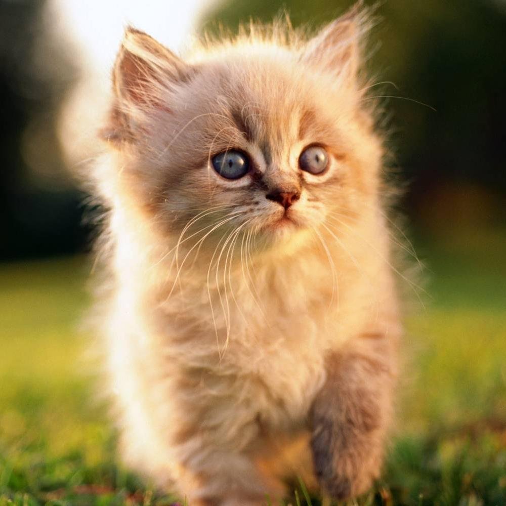 SofaDay's profile picture. 