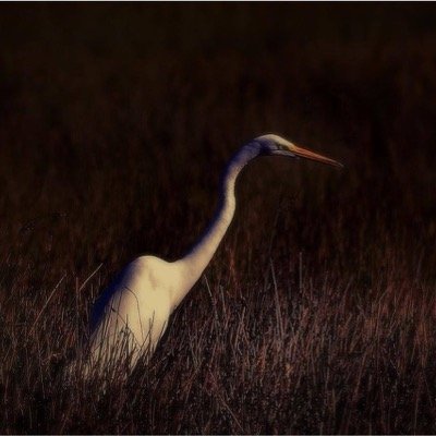 Rural Florida has always been home, preserving & photographing it is my passion. #LoveFl #LevyCounty #AlachuaCounty #MarionCounty