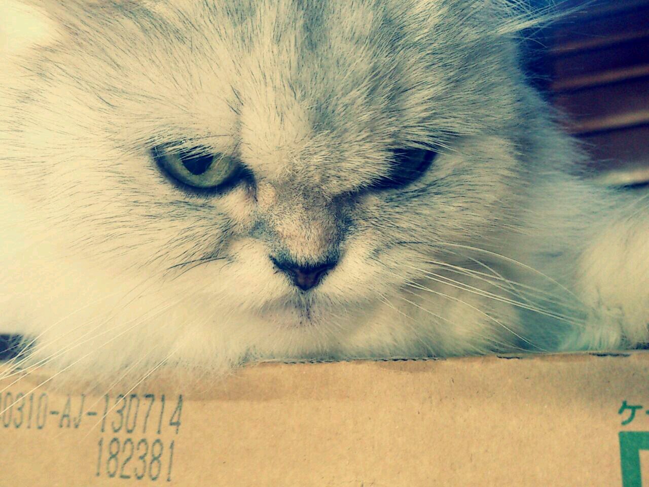 pika69k's profile picture. あまりつぶやきません。
人見知りめの書店員です。
無言フォロー失礼致します。