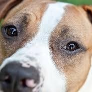 http://t.co/YqO06IHD0L - An industry Leader of 100% Therapeutic-Grade #EssentialOils Blends, created exclusively for #Pet Remedies and #Wellness.