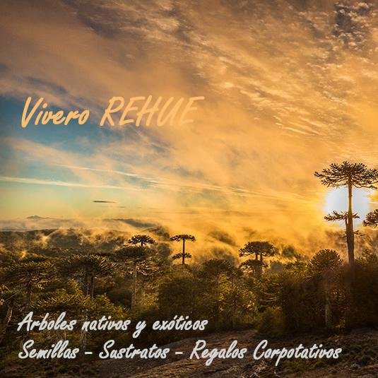 Vivero_REHUE's profile picture. Atención!
En Vivero REHUE BUIN, ya tenemos Facebook y Twitter.
Twitter: Vivero_REHUE
Facebook: https://t.co/dgkQgKQD6a
Cel/Wsp: +56995074561